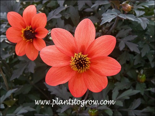 Dahlia Mystic Dreamer is one of my favorites.  The Flower color has strong contrast against the dark foliage.